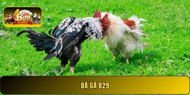 da-ga-b29